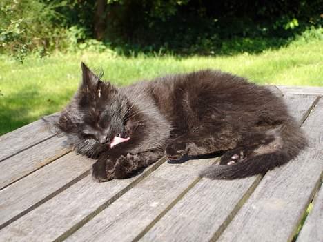 Blanding af racer Markus - Er han da ikke kær!!? billede 3