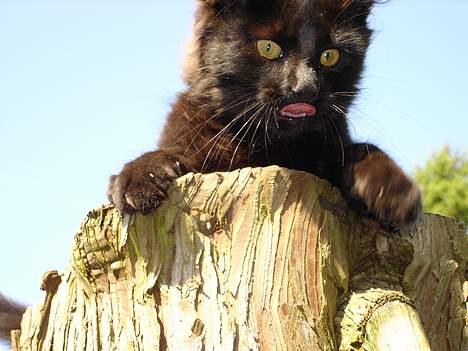 Blanding af racer Markus - Puslingen i træet billede 4