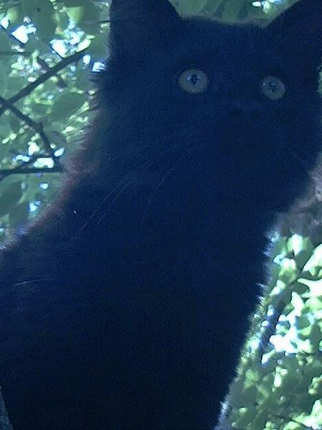 Blanding af racer Markus - Smukt billede, syns jeg... billede 6