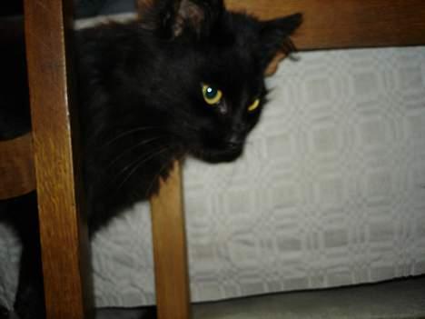 Blanding af racer Markus billede 7