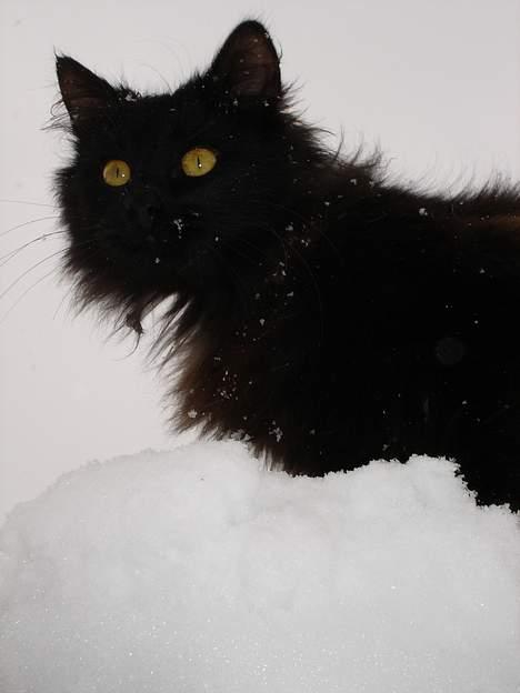 Blanding af racer Markus - I sneen igen billede 8