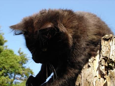 Blanding af racer Markus billede 9