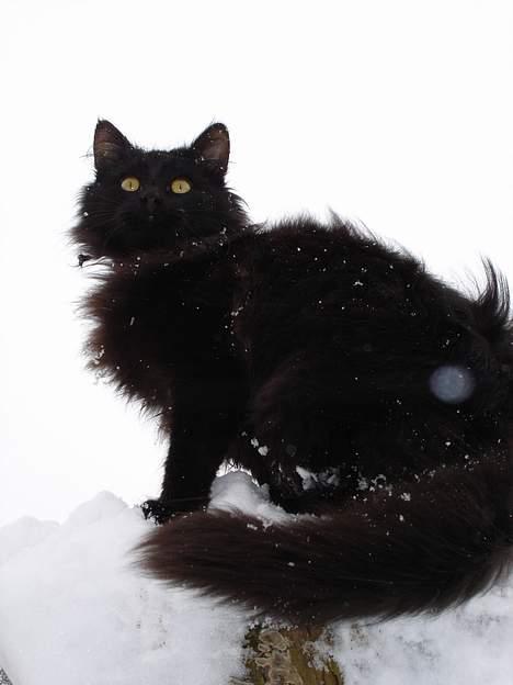 Blanding af racer Markus billede 10