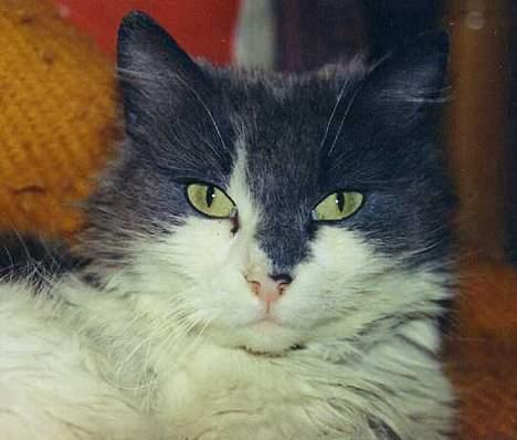 Blanding af racer frida billede 1