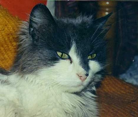 Blanding af racer frida billede 2