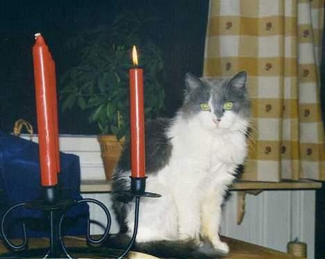 Blanding af racer frida - frida på bordet billede 3