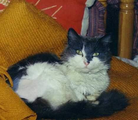 Blanding af racer frida - frida med en bar plet hvor pelsen var som filt billede 4