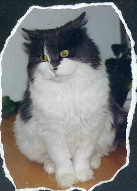 Blanding af racer frida - taget dagen før hun blev avlivet billede 5