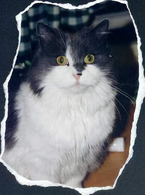 Blanding af racer frida - dagen før dagen billede 6