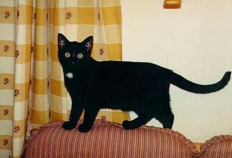 Blanding af racer Charlie billede 1