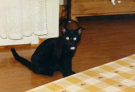 Blanding af racer Charlie billede 2