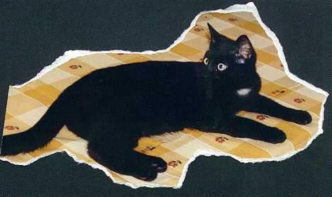 Blanding af racer Charlie billede 4