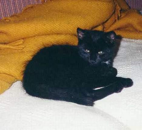 Blanding af racer choco billede 1