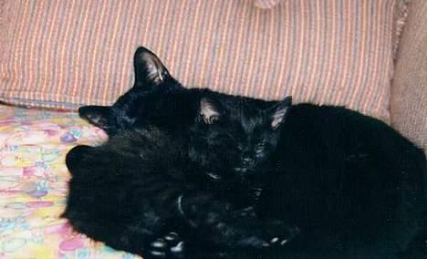 Blanding af racer choco - choco og charlie ligger og sover billede 2