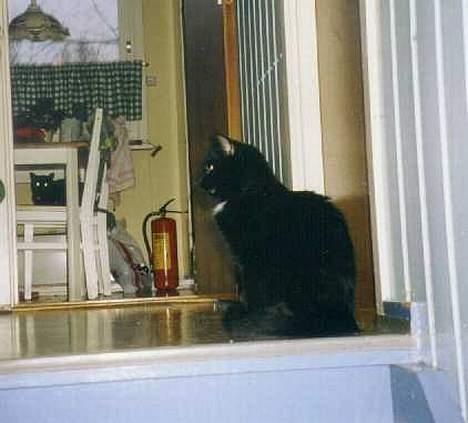 Blanding af racer choco - choco på tappen billede 3