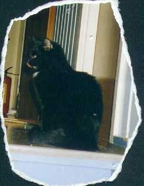 Blanding af racer choco billede 4