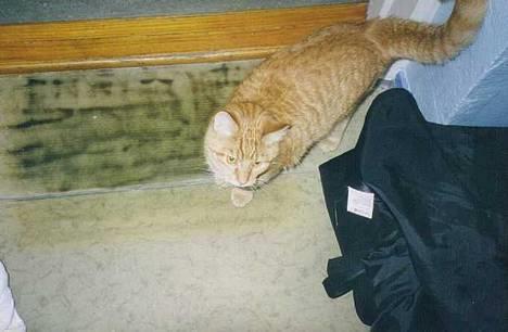 Blanding af racer Tigergutt billede 1