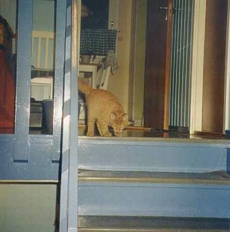 Blanding af racer Tigergutt billede 3