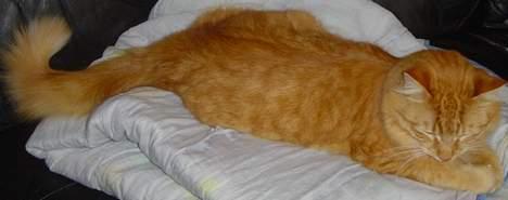 Norsk Skovkat willy billede 1