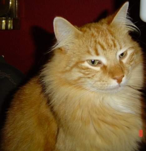 Norsk Skovkat willy billede 2