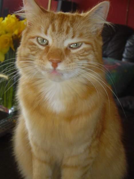 Norsk Skovkat willy billede 3