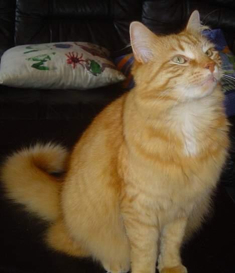 Norsk Skovkat willy billede 4