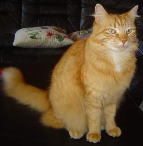 Norsk Skovkat willy billede 6