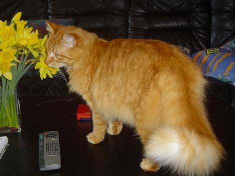 Norsk Skovkat willy billede 7