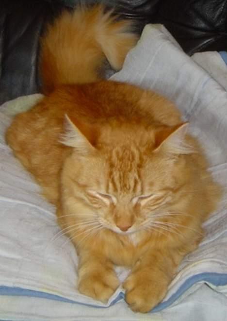 Norsk Skovkat willy billede 8