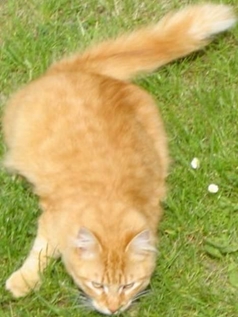 Norsk Skovkat willy billede 9