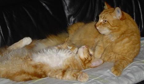 Norsk Skovkat willy - Willy og hans nye lege kammerat Julius hygger sig!! billede 10