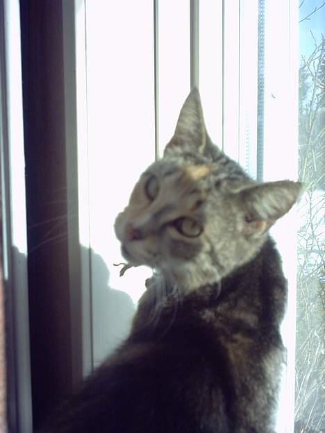 Huskat Beauthy *DØD-2006* - He He her er beauthy, ser hun ik´ sød ud hva´ ... :-) billede 1