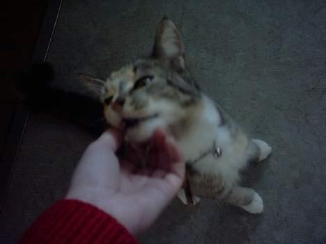 Huskat Beauthy *DØD-2006* - "Åhh, hvor skønt"  Beauthy elsker at blive kløt under hagen. billede 2