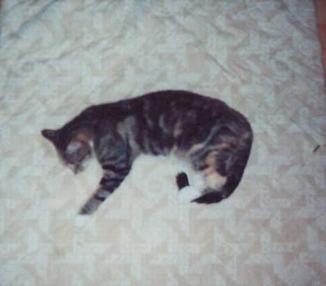 Huskat Beauthy *DØD-2006* - Zzz Zzz........ Shhh Beauthy sover... Ti Hi... ;-) Kan i se hendes hjerteformet plet ved for benet? Sådan et har hun på hver side... ;-) billede 5