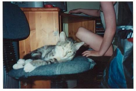 Huskat Beauthy *DØD-2006* - "Nååh er det dig... Putter lige lidt videre så..." He He hvor ser hun sød ud... :-) billede 7