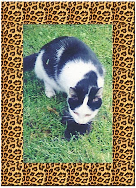 Blanding af racer Maxine - Maxine på jagt billede 5