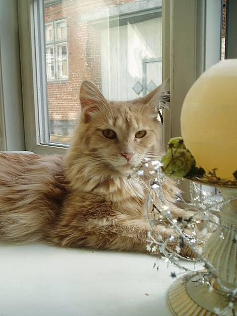 Maine Coon sally - Den bedste plads er højs oppe, så højt som muligt billede 1