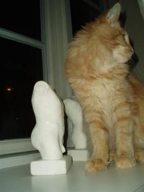 Maine Coon sally billede 2