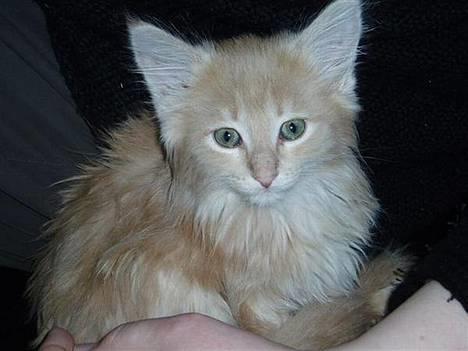 Maine Coon sally billede 3