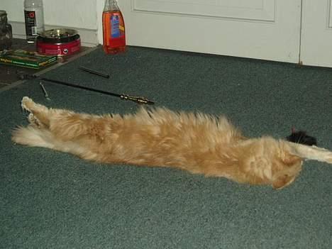 Maine Coon sally - ssssssåååååååååååå lang kan jeg blive billede 4