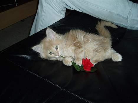 Maine Coon sally - her er jeg ca. 17 uger billede 5