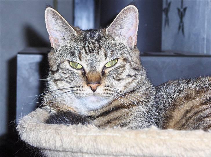 Blanding af racer SIF - HEJ... Det er mig der er sif.... billede 1