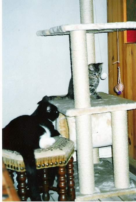 Blanding af racer SIF - leger lige med storebror pjevs billede 2