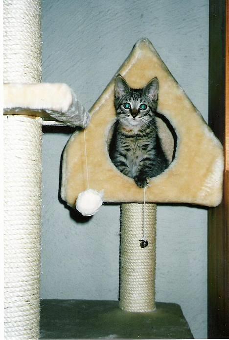 Blanding af racer SIF - Tit tit.......... billede 3