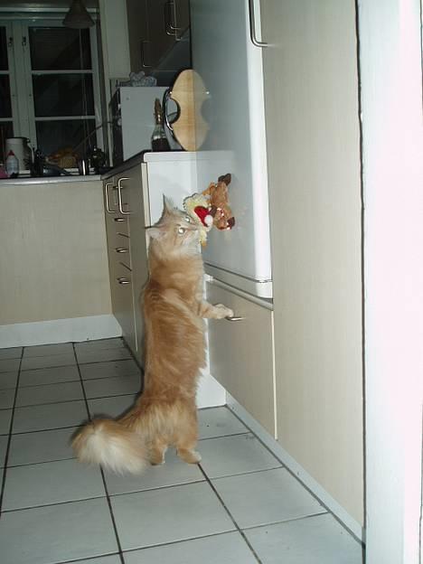 Maine Coon sally billede 6