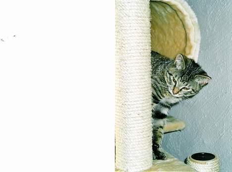 Blanding af racer SIF - uhh sikke en lur, man kan jo falde ud midt i sin skønhedslur billede 4