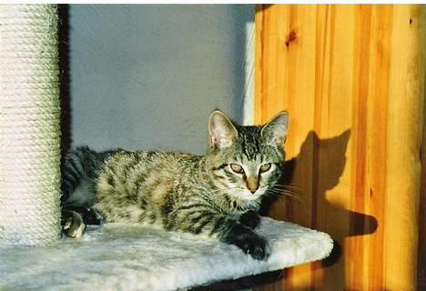 Blanding af racer SIF - AHHHH solskin billede 5