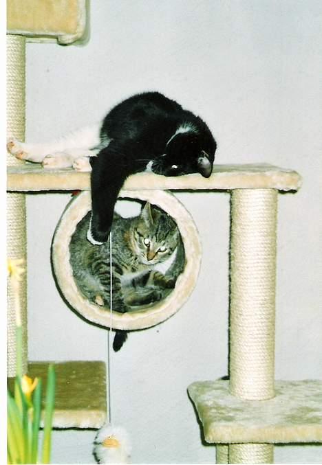 Blanding af racer SIF - LA´ DA LIGE VÆR´ Pjevs.............. billede 6