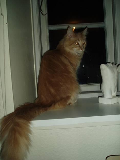 Maine Coon sally - Zzzzzzzzzzzzzzzzzzzzzzzzzzzzzzzz billede 7