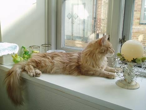 Maine Coon sally - Hun elsker at kunne følge med i alt også udenfor, derfor er vinduet et godt sted for hende billede 8